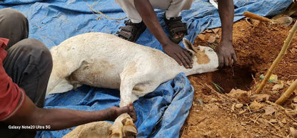 Mon sacrifice - Aïd Al-Adha 2025